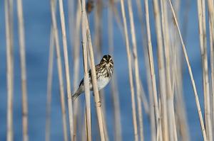 Sparrow, Song, 2025-05087635 Parker River NWR, MA